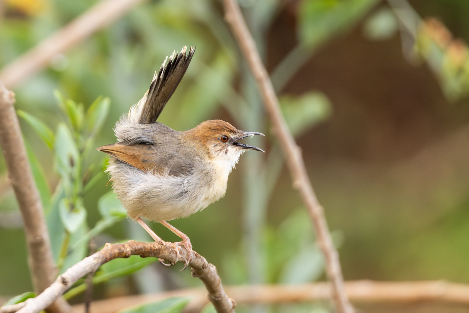 image Singing Cisticola